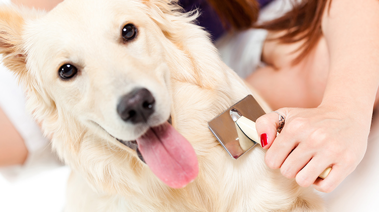 Recensione spazzola per cani Candure per pelo corto, medio e lungo