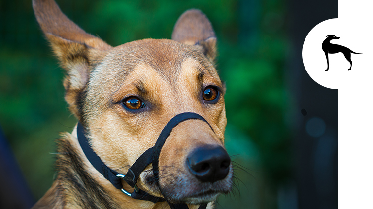 Museruola per cani