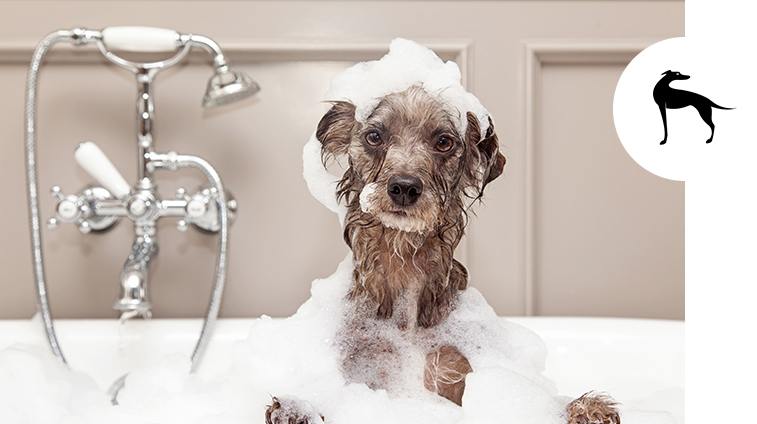 Prodotti per igiene del cane