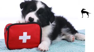 Kit pronto soccorso per cane: 10 prodotti indispensabili